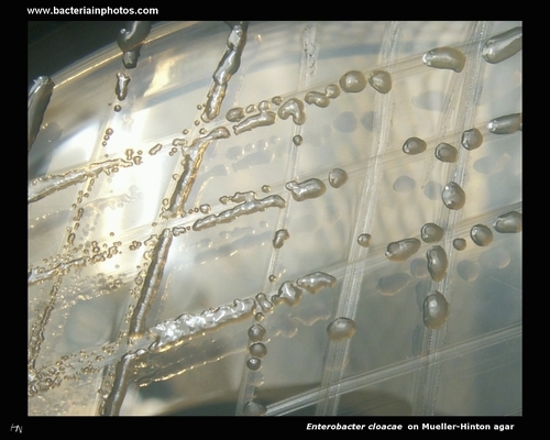 enterobacter cloacae mueller hinton agar